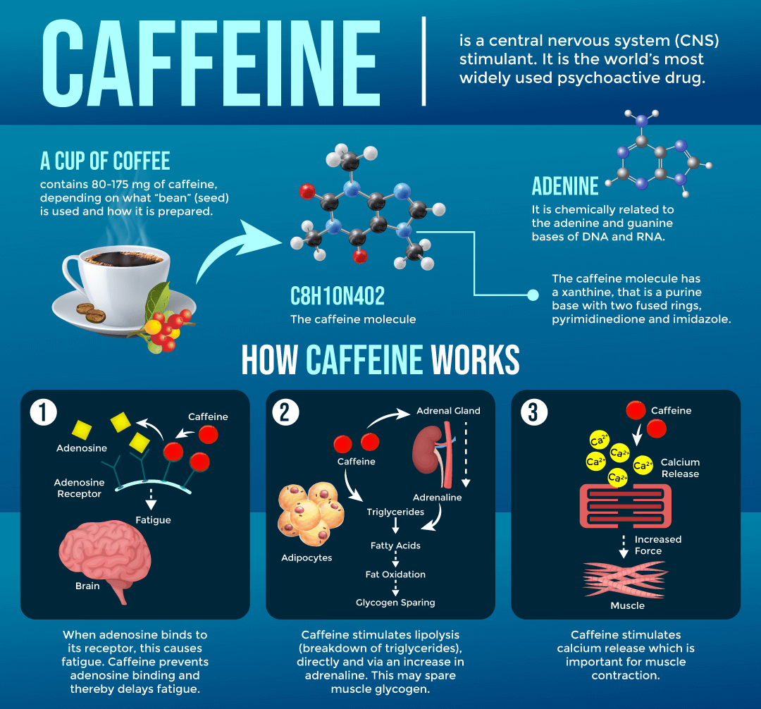 How Caffeine Blocks Adenosine